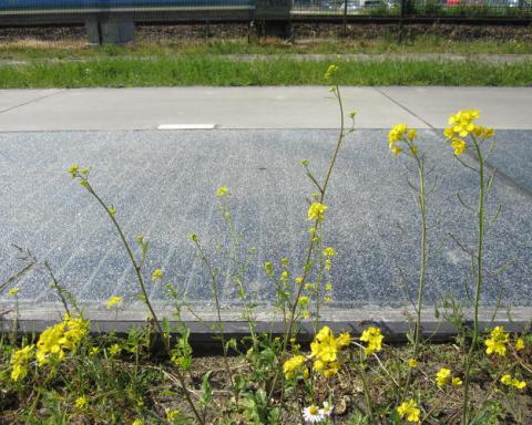 Первая в мире солнечная велодорожка за год сгенерировала 10000 кВт*ч Первая в мире солнечная велодорожка за год сгенерировала 10000 кВт*ч